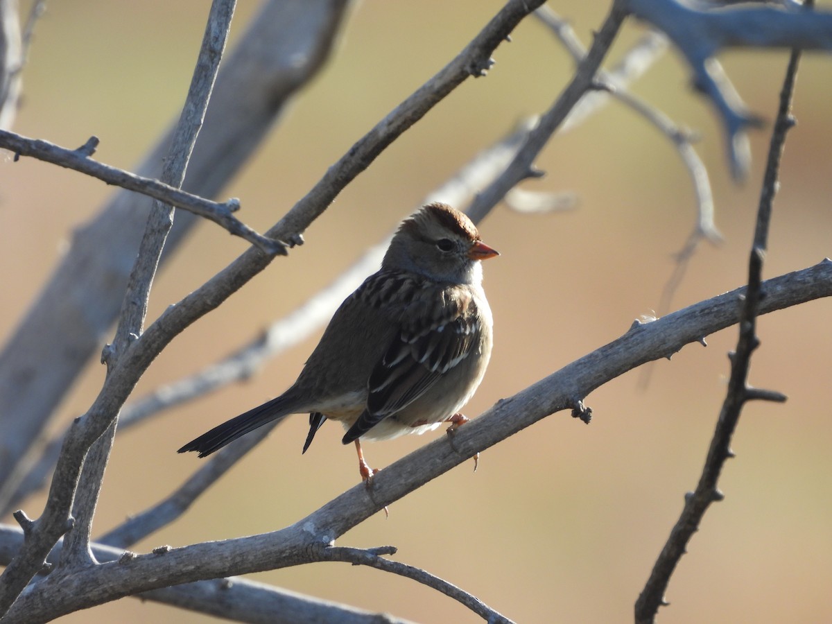 White-crowned Sparrow - ML642912535