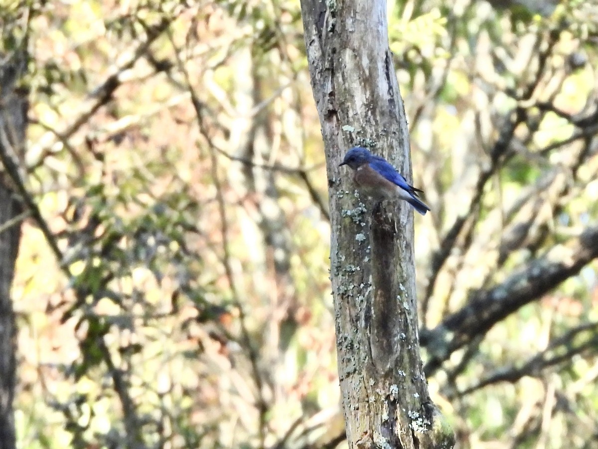 Eastern Bluebird - ML642912539