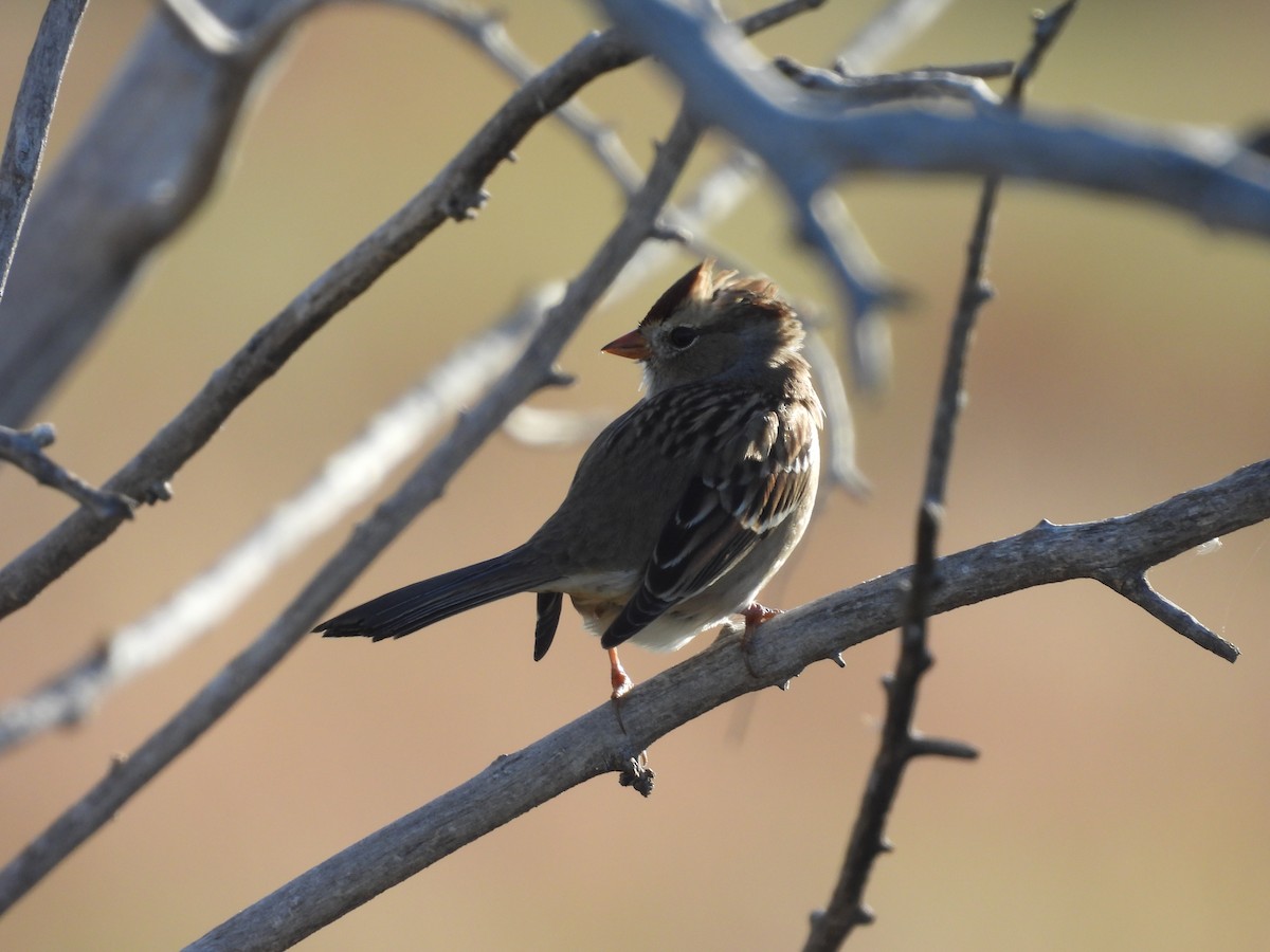 White-crowned Sparrow - ML642912543