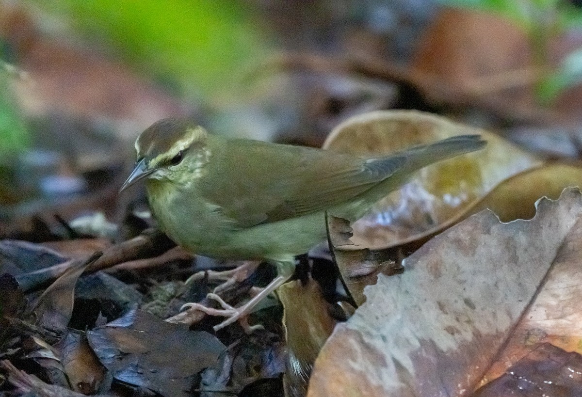 Swainson's Warbler - ML642912547