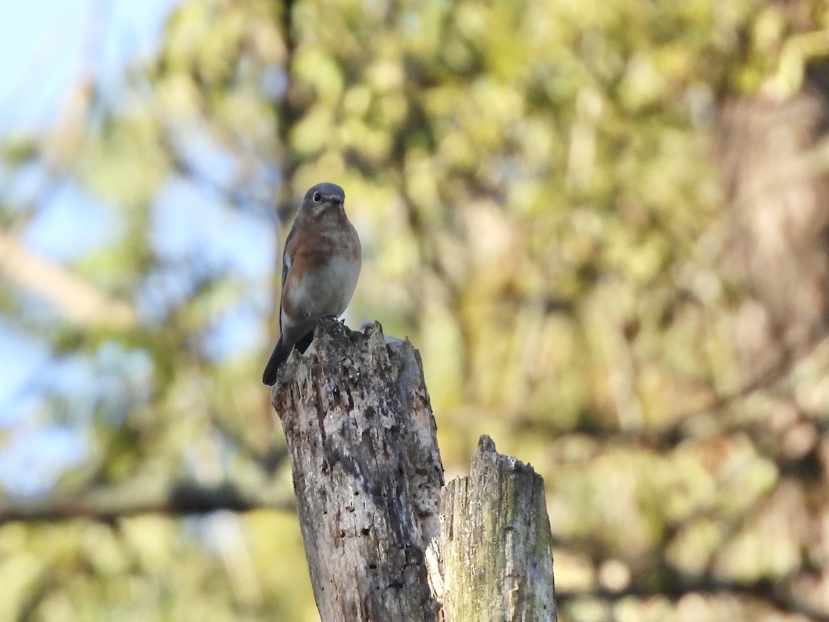 Eastern Bluebird - ML642912556