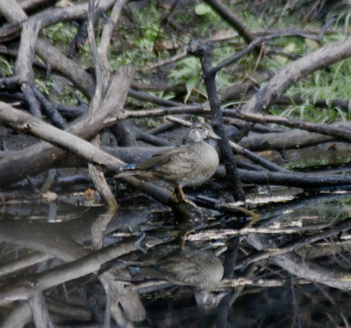 Wood Duck - ML642912557