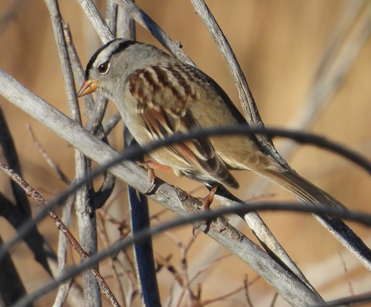 White-crowned Sparrow (Gambel's) - ML642912558