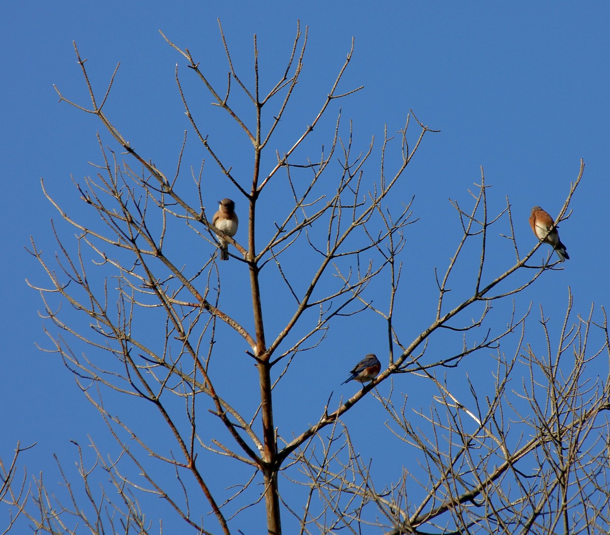 Eastern Bluebird - ML642912564