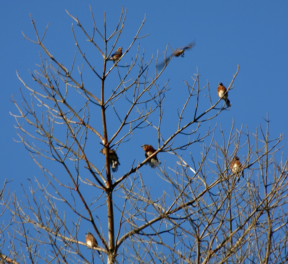 Eastern Bluebird - ML642912565