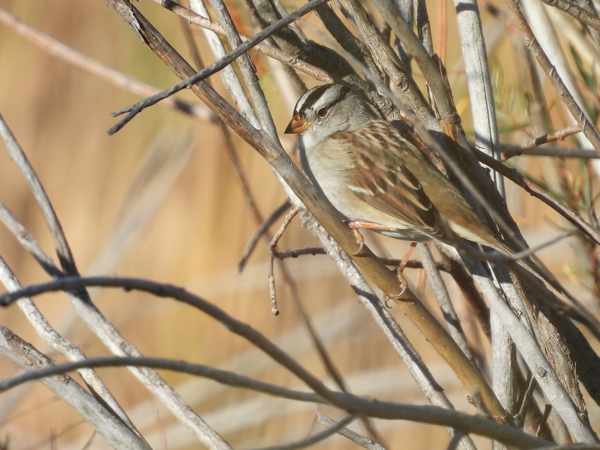White-crowned Sparrow (Gambel's) - ML642912568
