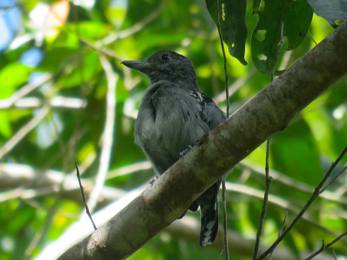 Black-crowned Antshrike - ML642912572
