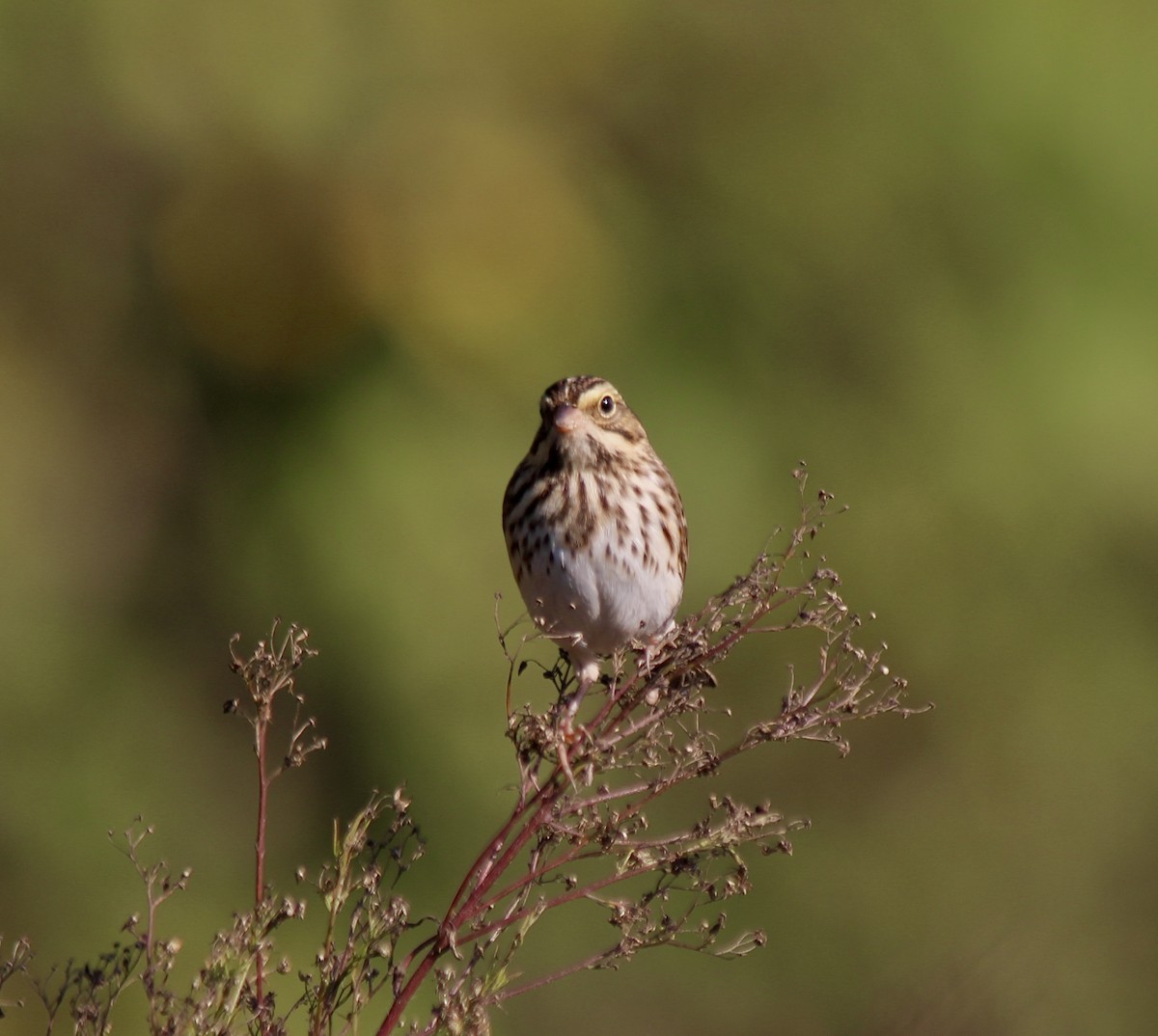 Savannah Sparrow - ML642912577