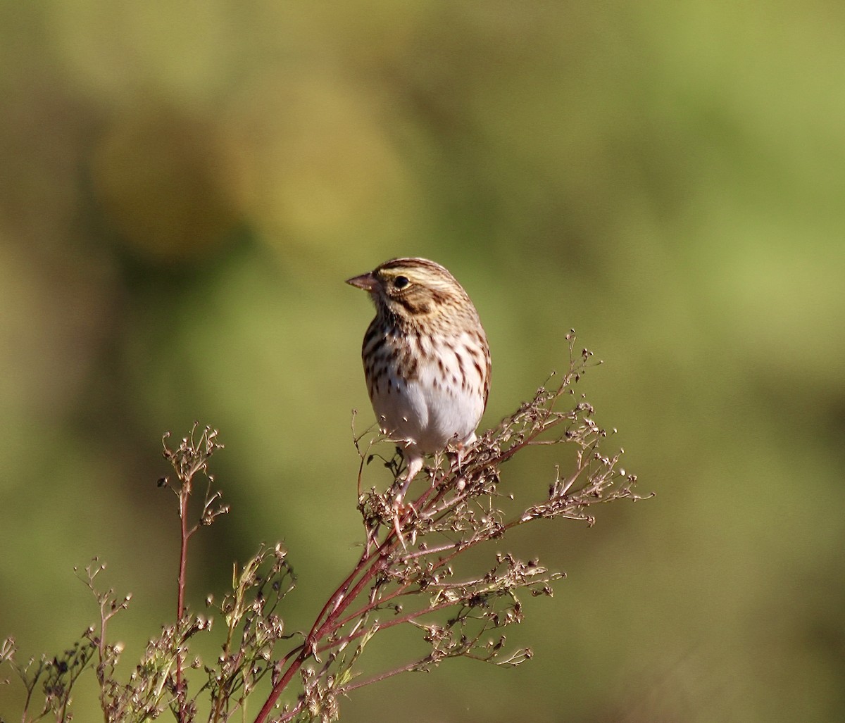 Savannah Sparrow - ML642912578