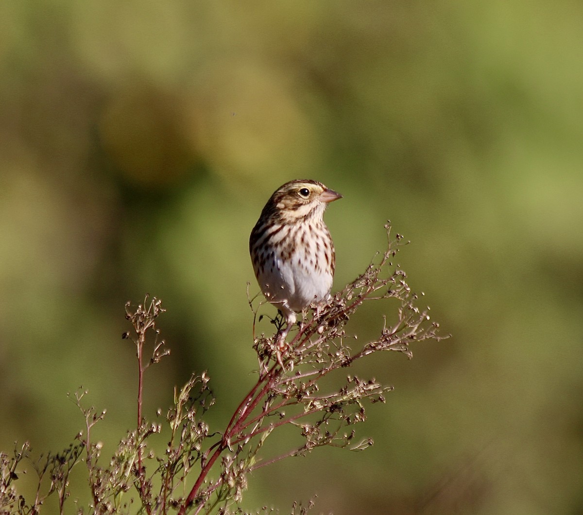 Savannah Sparrow - ML642912579