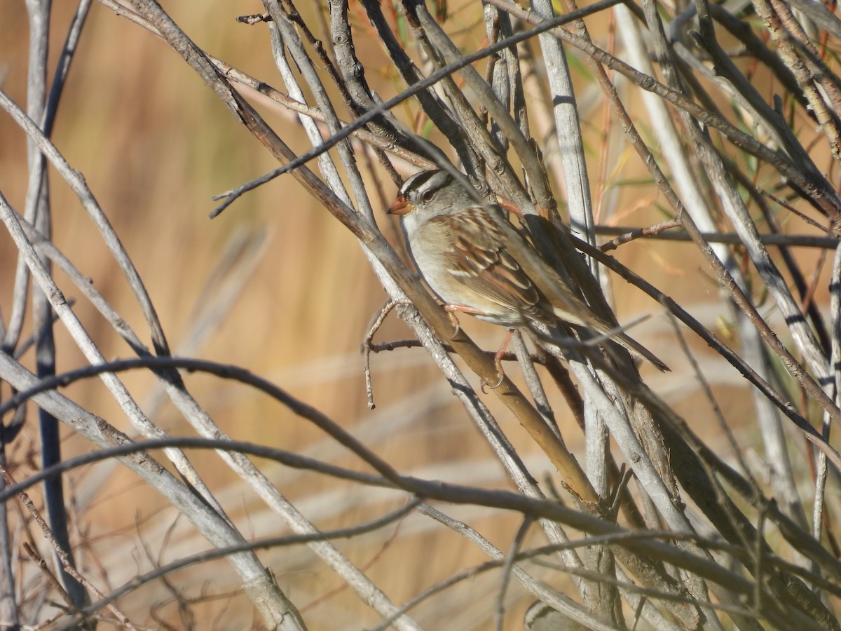 White-crowned Sparrow (Gambel's) - ML642912580