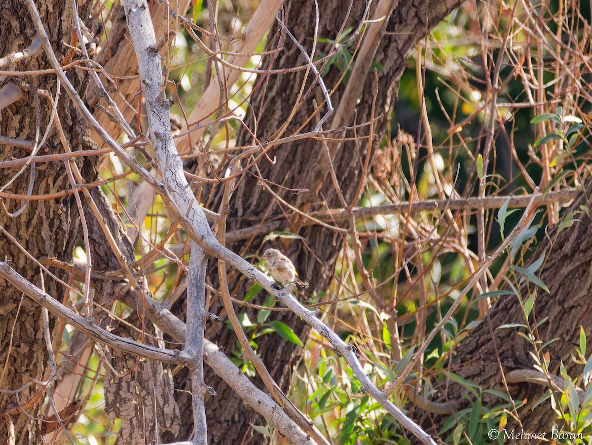 European Goldfinch - ML642912581