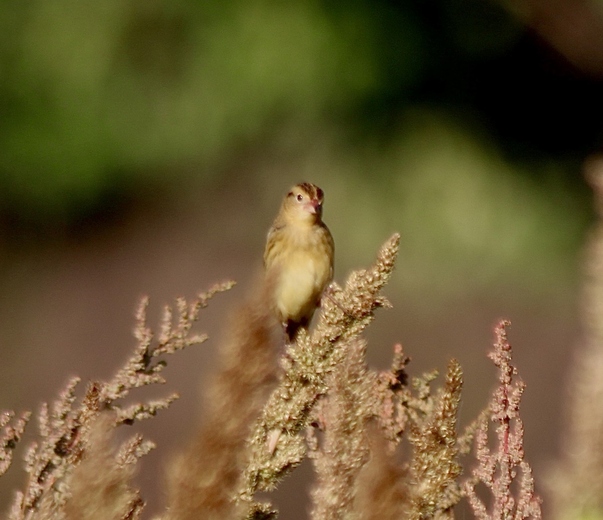 Bobolink - ML642912589