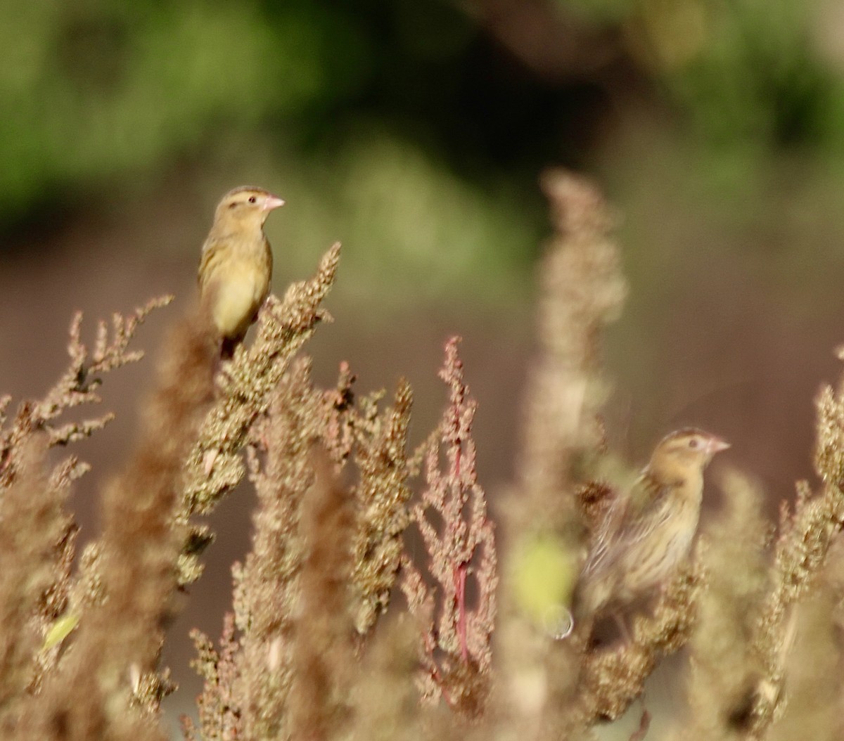 Bobolink - ML642912590