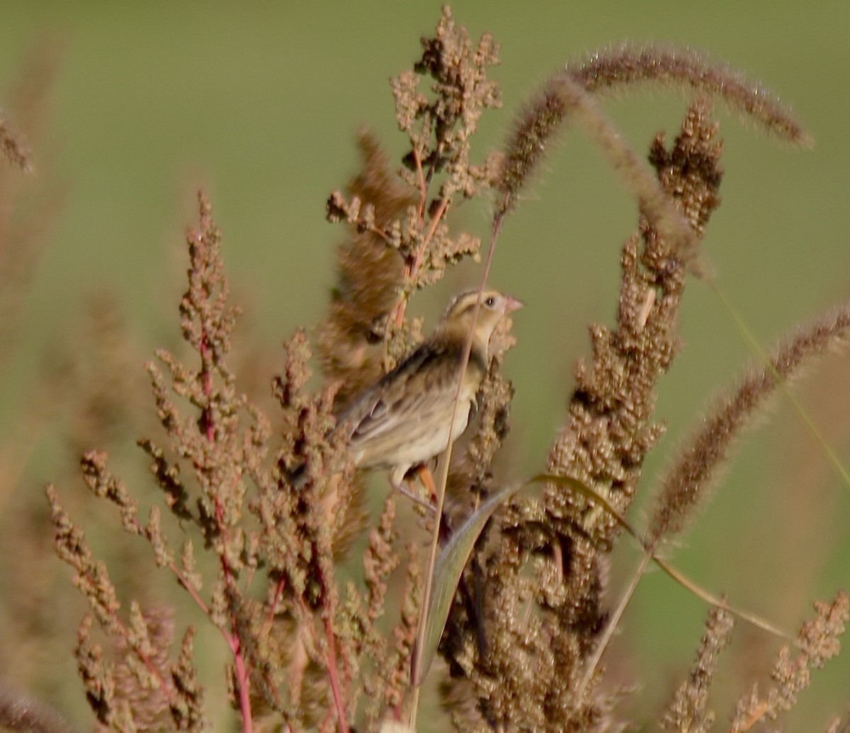 Bobolink - ML642912591