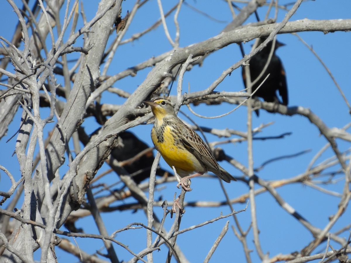 Western Meadowlark - ML642912596