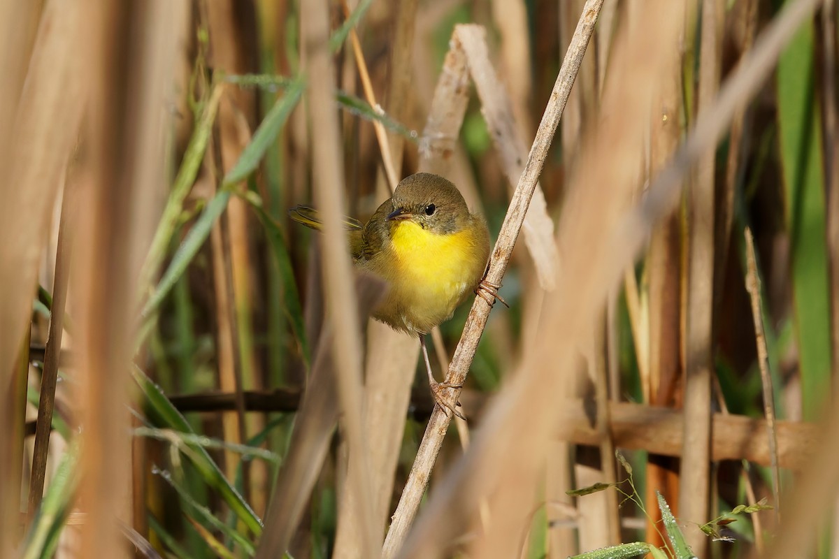 Common Yellowthroat - ML642912602