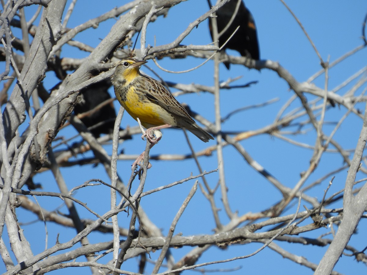 Western Meadowlark - ML642912603