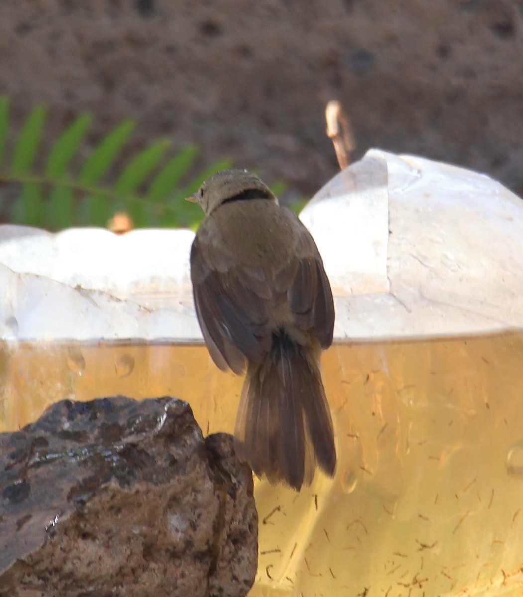 Common Reed Warbler - ML642912611