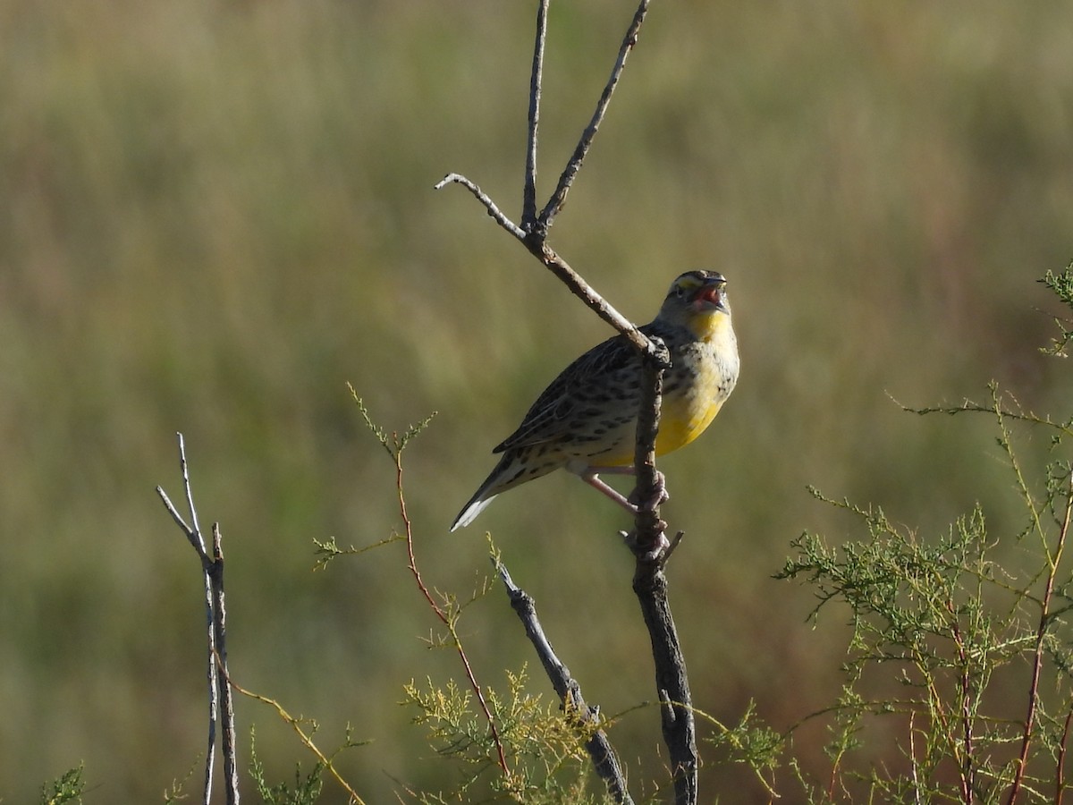 Western Meadowlark - ML642912615