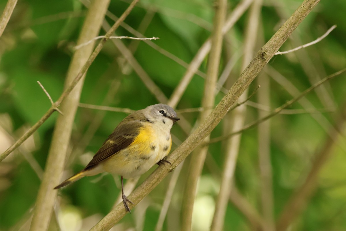 American Redstart - ML642912616
