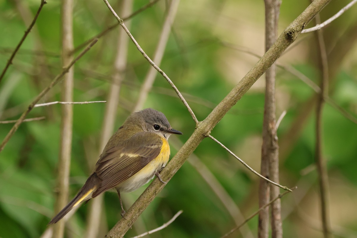 American Redstart - ML642912618