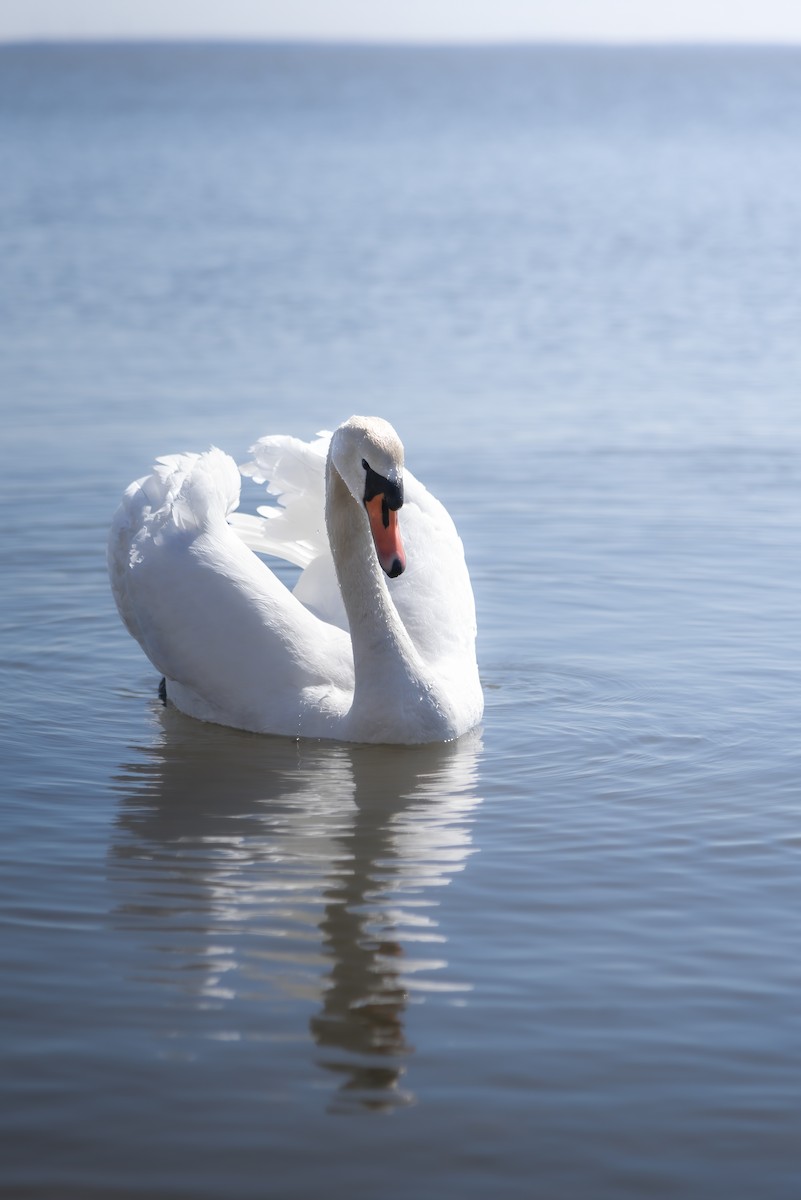 Cigno reale - ML642912622