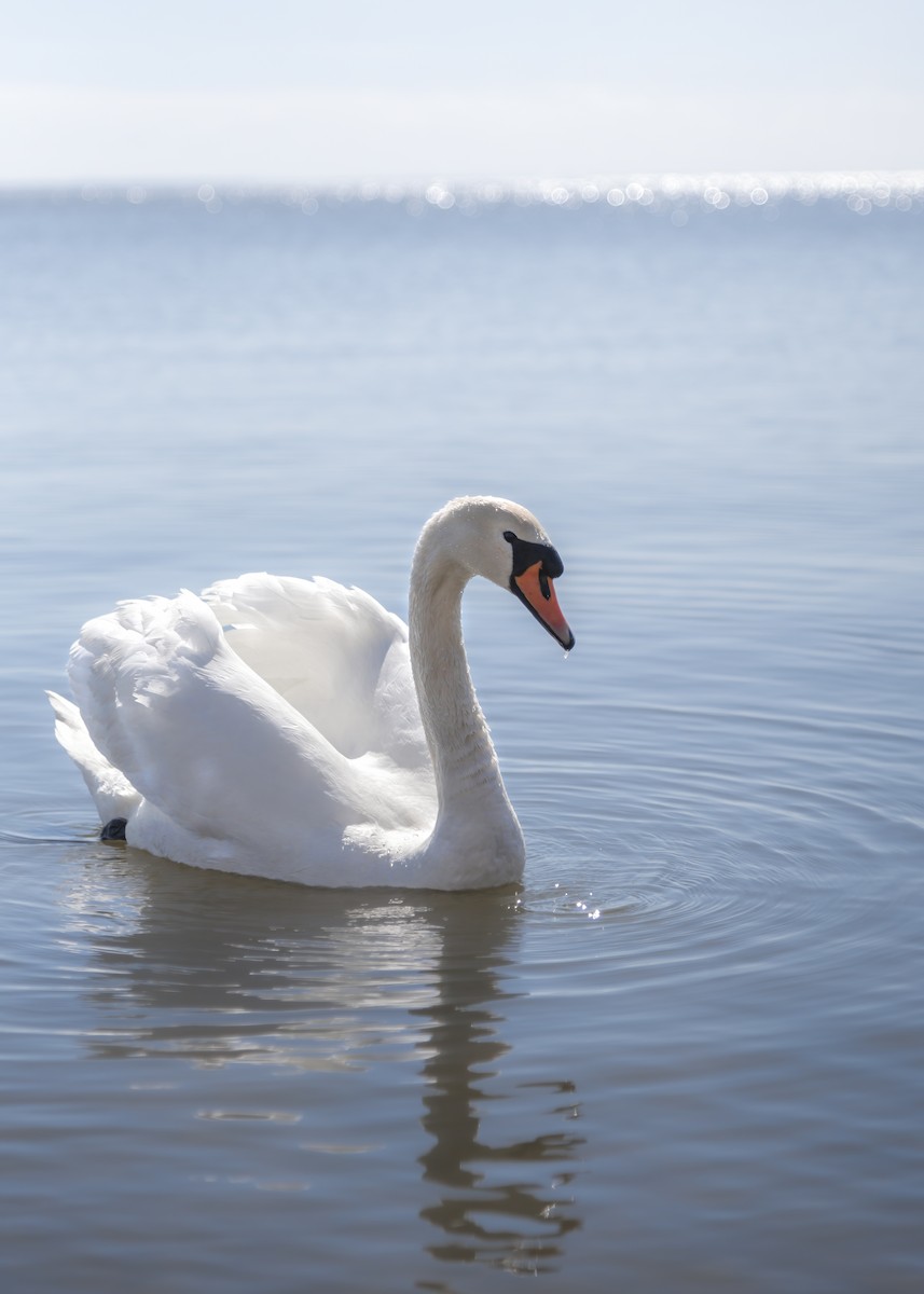 Cigno reale - ML642912623