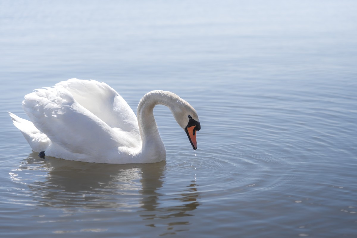 Cigno reale - ML642912624