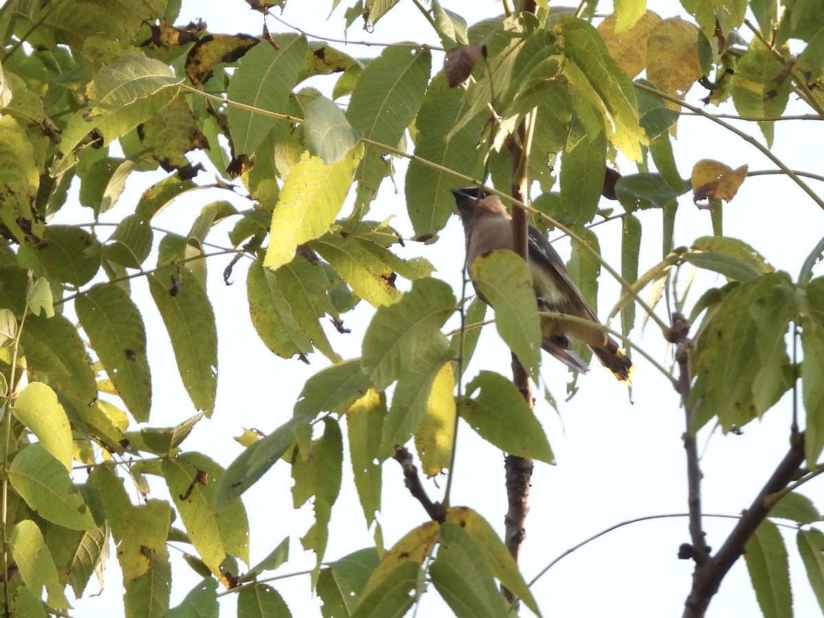 Cedar Waxwing - ML642912625