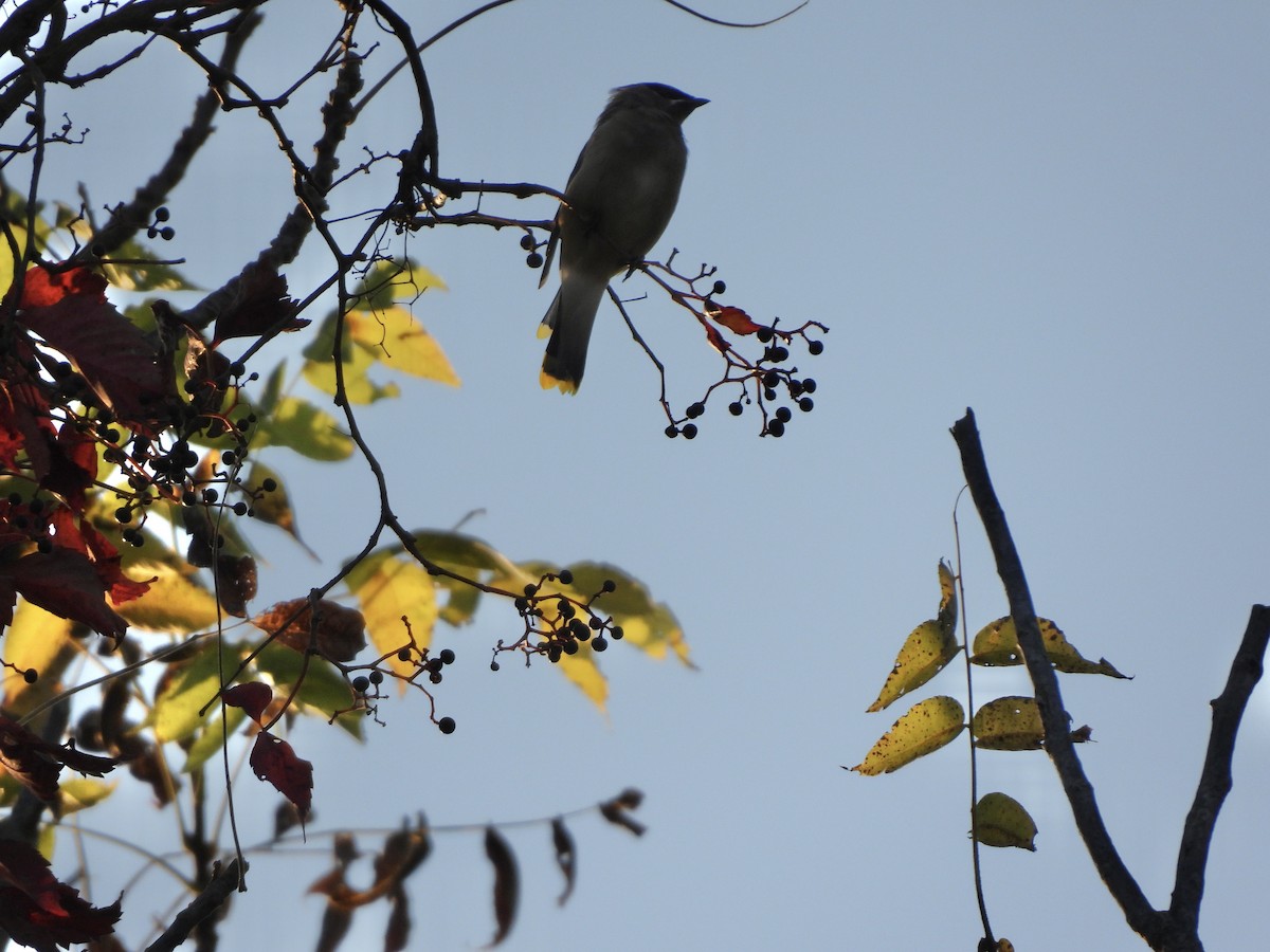 Cedar Waxwing - ML642912626