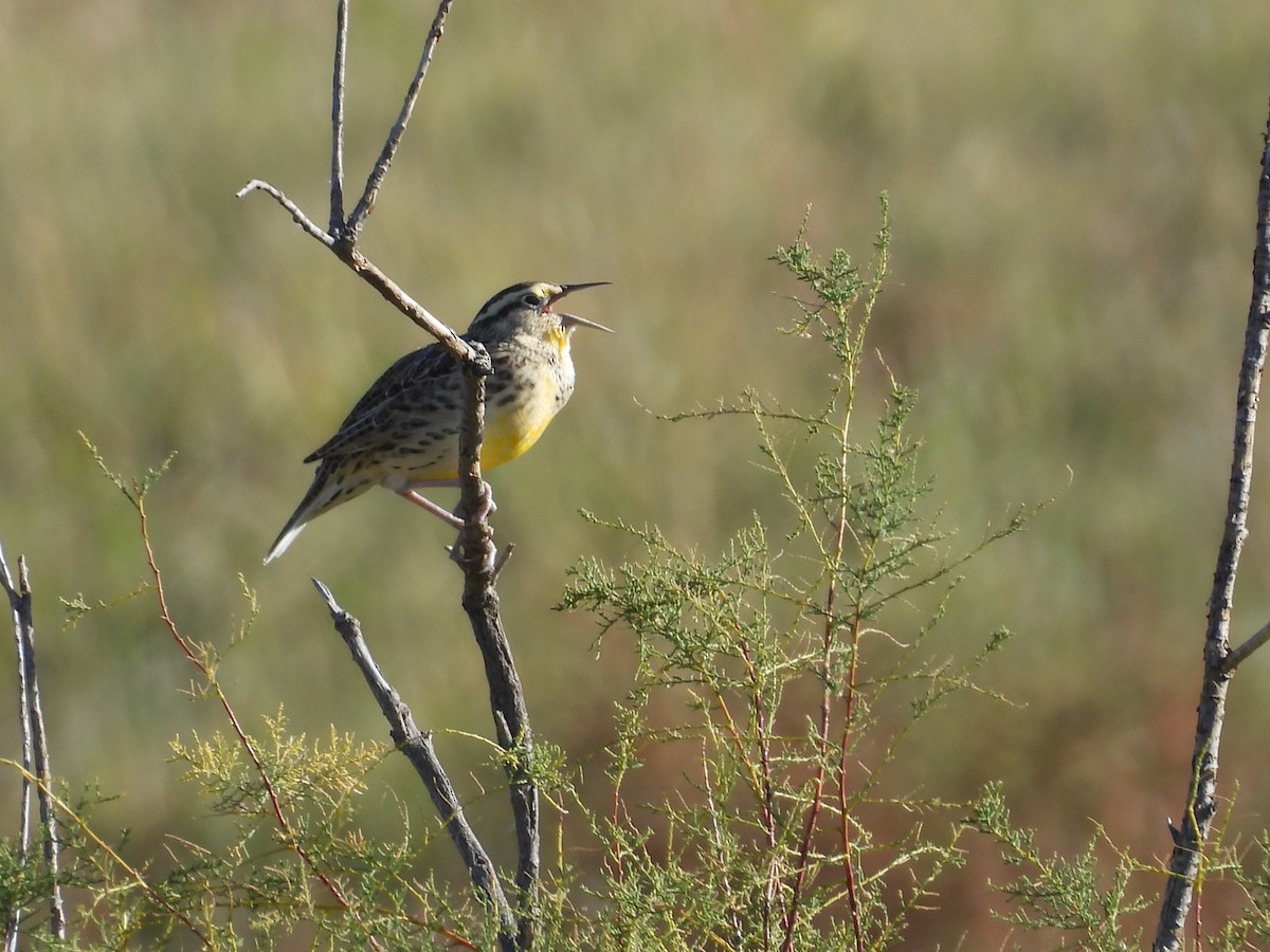 Western Meadowlark - ML642912629