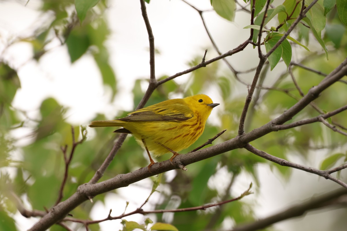 Yellow Warbler - ML642912641