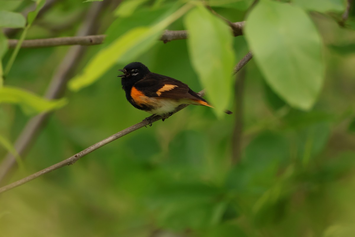 American Redstart - ML642912648