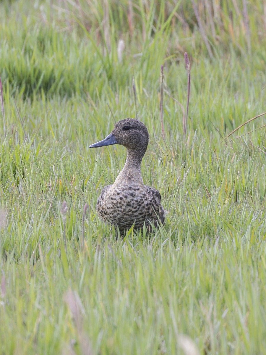 Andean Teal - ML642912649