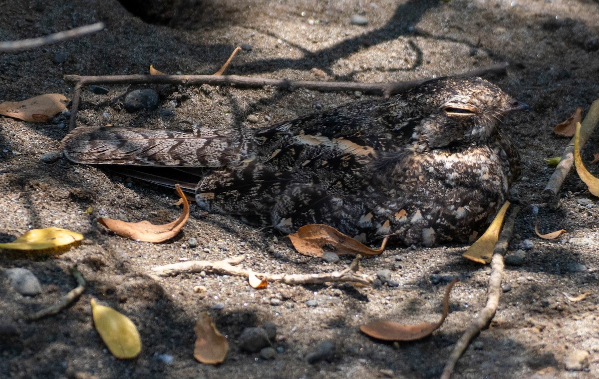 Savanna Nightjar - ML642912653