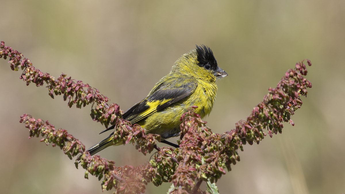 Andean Siskin - ML642912655