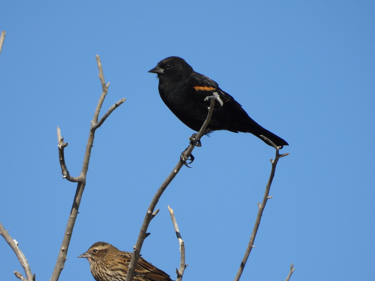 Red-winged Blackbird - ML642912658