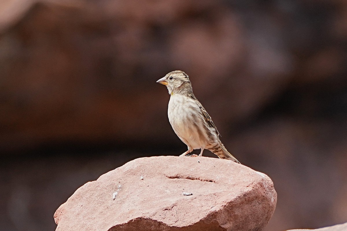 Rock Sparrow - ML642912660