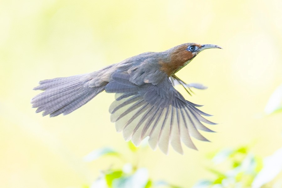 Rusty-cheeked Scimitar-Babbler - ML642912662