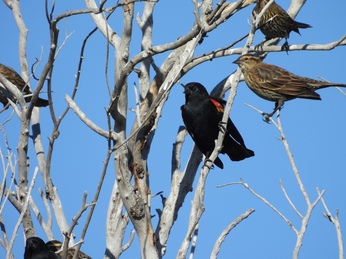 Red-winged Blackbird - ML642912665