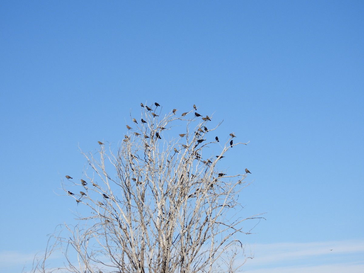 Red-winged Blackbird - ML642912678