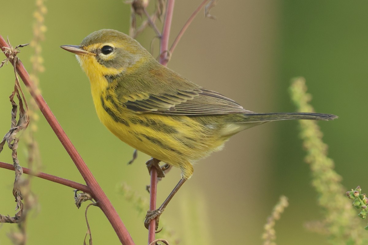 Prairie Warbler - ML642912679