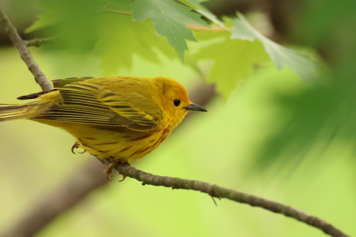 Yellow Warbler - ML642912680