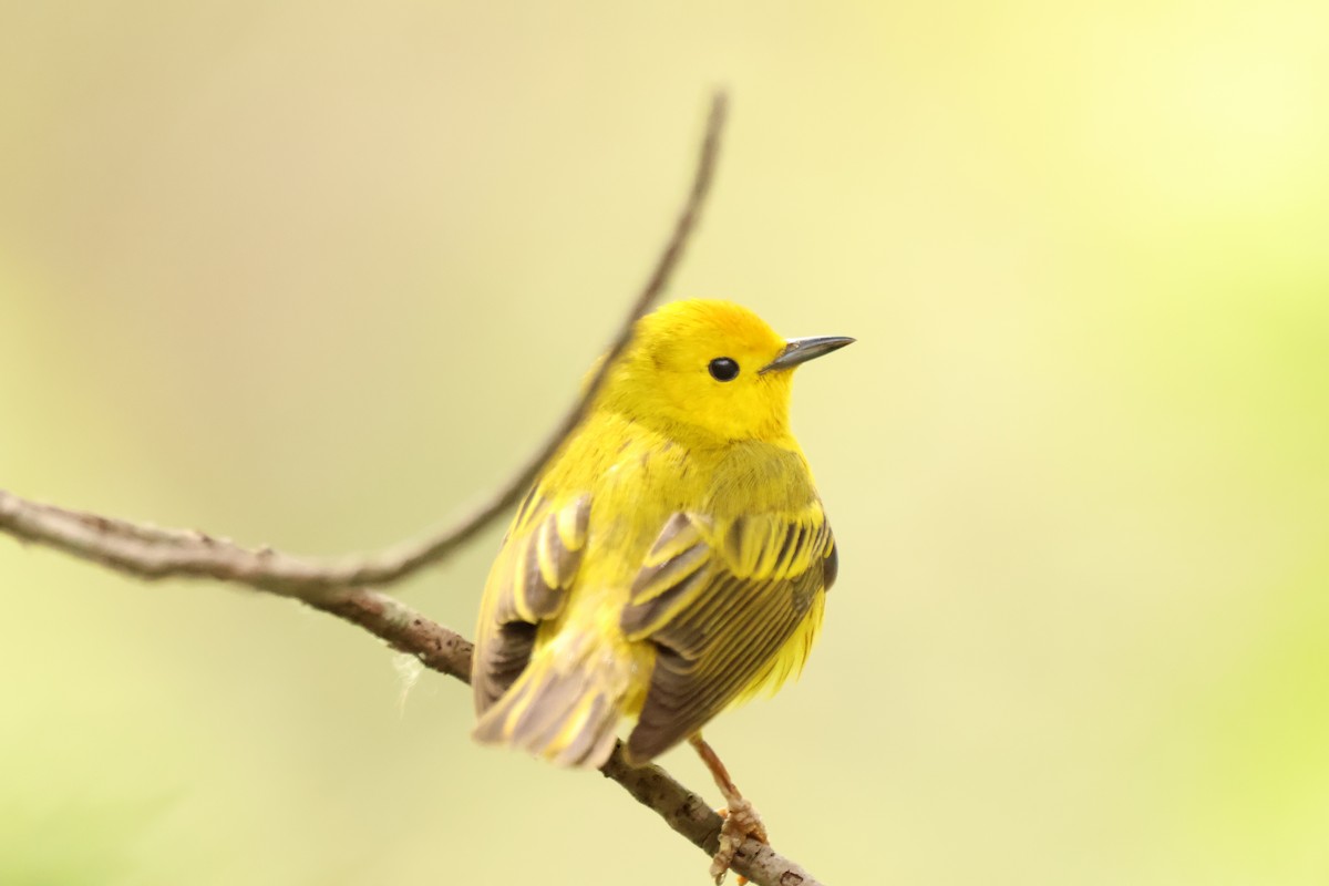 Yellow Warbler - ML642912681