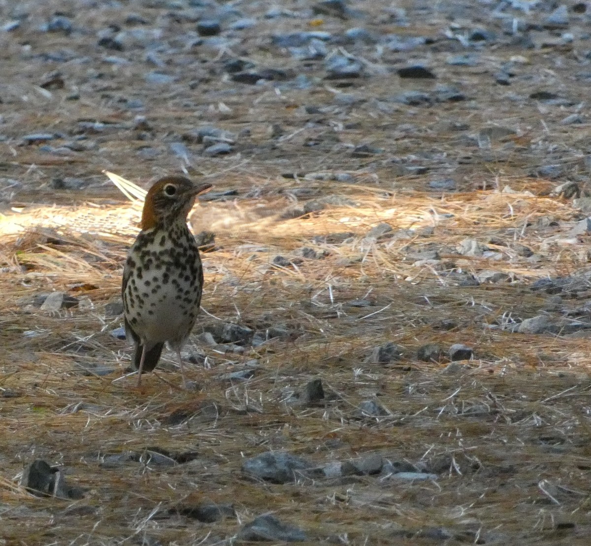 Wood Thrush - ML642912687