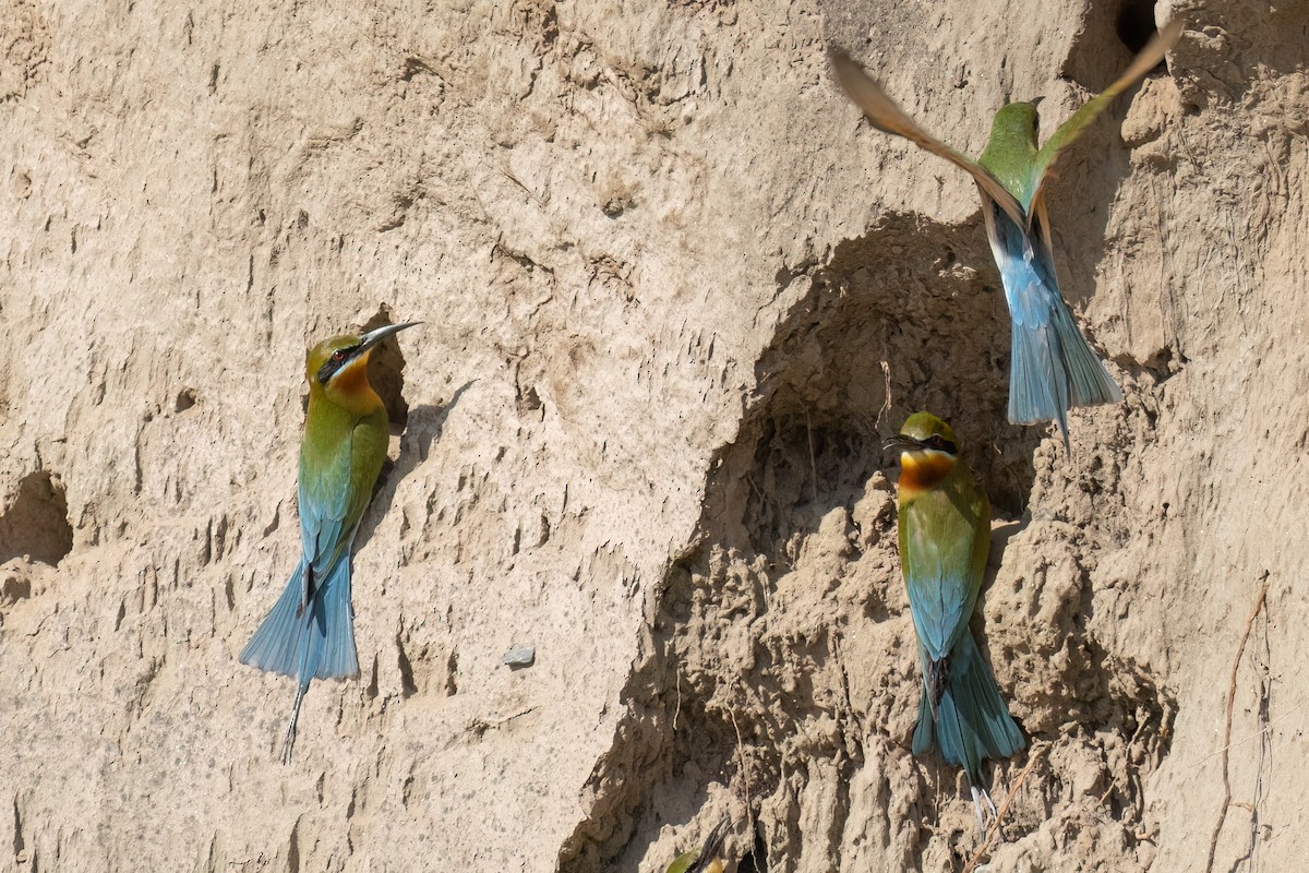 Blue-tailed Bee-eater - ML642912688