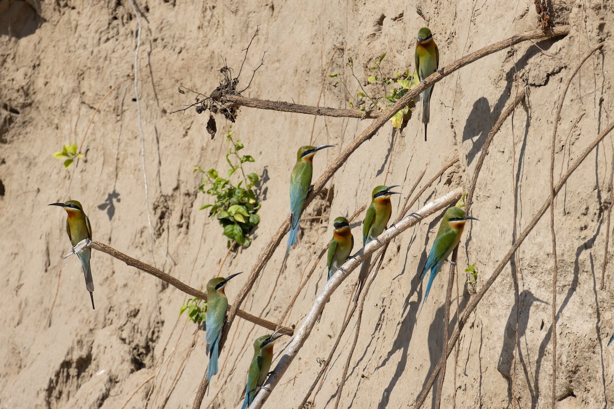 Blue-tailed Bee-eater - ML642912689