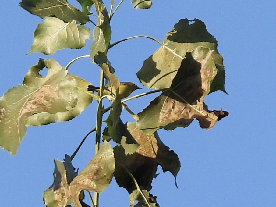 Tennessee Warbler - ML642912697