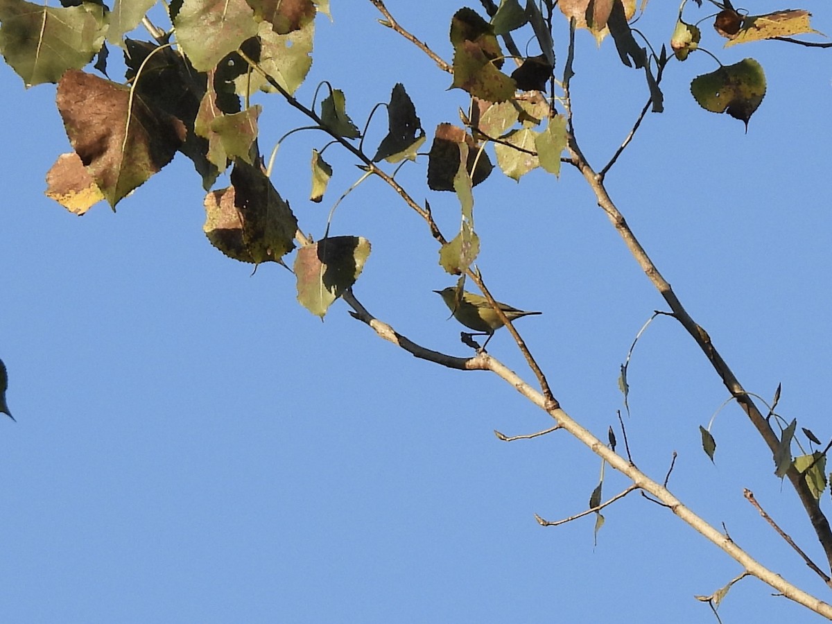 Tennessee Warbler - ML642912698